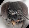Tachysphex fulvitarsis